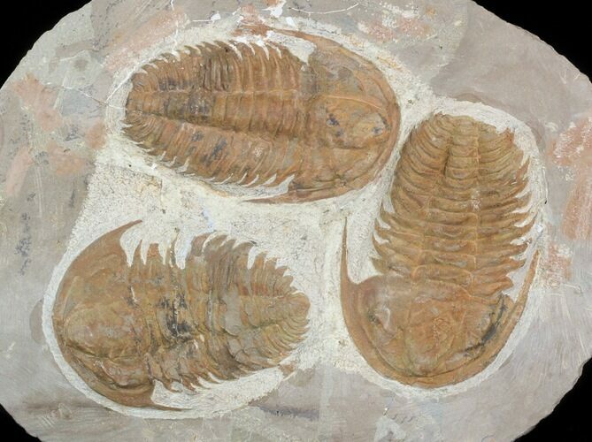 Large Hamatolenus Trilobite Multiple - Tinjdad, Morocco #47351